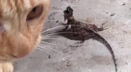 Kitten baffled by wild lizard it found outside home