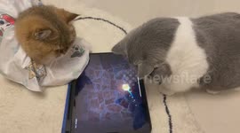 Two pet cats catch virtual mice together on tablet computer in China