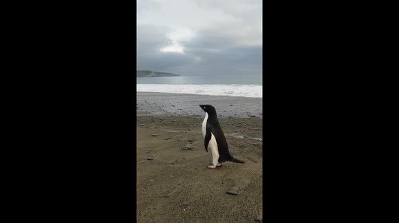 'Pingu' the lost Antarctic penguin swims 3,000km to New Zealand ++ADDS RESCUE FOOTAGE++