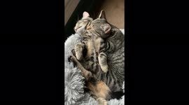 Cozy cats on a rainy afternoon in Toledo, US