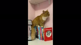 A restless cute cat climbs onto the shelves in Brest, Belarus