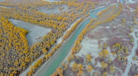 Drone Footage Of Colorful Ecological Populus Euphratica Forest In Xinjiang, China