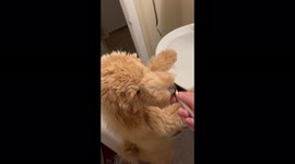 Kimber the Goldendoodle learning to brush her teeth and maintain good hygiene