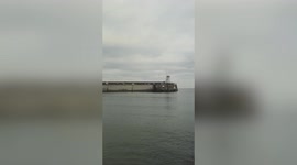 Walrus 'the size of a small fridge' spotted on Northumberland coast