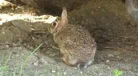 Wild Bunny Hides From An Owl Under Truck