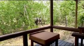 Elephants walking at Kujwana Delta Camp in Botswana