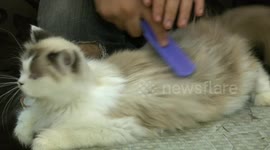 Cat lover in war-torn Gaza Strip makes his own salon for struggling felines