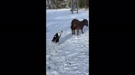 Mini donkey and dog have a blast in Canadian snow