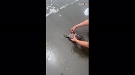 'Squeezing babies out of a dying fish'