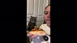 Hilarious video shows cat ‘helping owner with diet’ by CLAWING at pizza slice when she tries to eat it