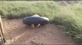 Watch as orphaned albino elephant, Khanyisa, enjoys playing in her tyre tube shortly after being rescued