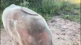 Join orphaned elephant, Khanyisa, her companion sheep, Lammie, and friends on a trip to the dam