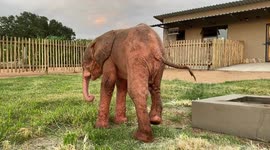 Watch orphaned albino elephant calf, Khanyisa, explore the HERD orphanage on her very first day