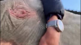 Orphaned elephant, Khanyisa, enjoys some loving cuddles from HERD Founder, Adine Roode