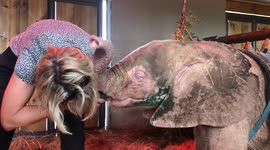 HERD Founder, Adine Roode, feeds orphaned elephant Khanyisa a bottle shortly after her rescue
