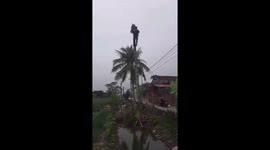 The sawmill  saw the coconut tree into small pieces while on high