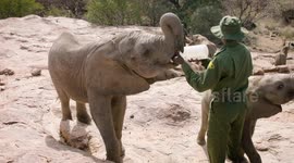 Check out this awesome elephant sanctuary in Kenya