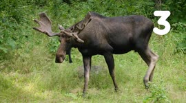 Five huge facts about the huge moose