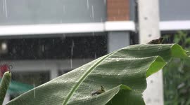 Cute birds taking a shower in a banana leaf during a shower of rain in Thailand.