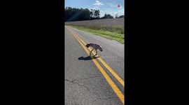 'Double Amputee dog enjoys bathing in sunlight during her early morning walk '