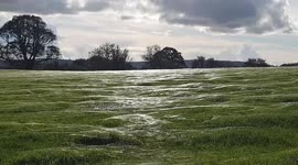 Endless sea of SPIDER WEBS seen glistening in the autumnal sunshine