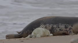Nice to seal you all! Family of seals seen relaxing on beach in Norfolk