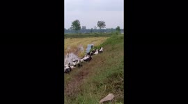 Vietnamese boys control big crowd of ducks with whistle and improvised flags