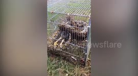 Wild python caught while preying on livestock in Indonesia