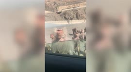 Amusing moment Saudi driver distributes food to group of HUMAN-LOOKING baboons