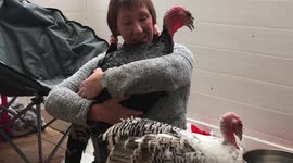 Mum who raised two turkeys at family home believes they are UK's cleverest