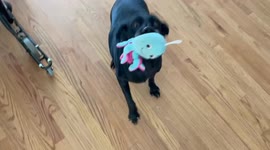 Wanna go to the B-E-A-C-H? Dog ecstatic when she hears the spelling of her favourite place