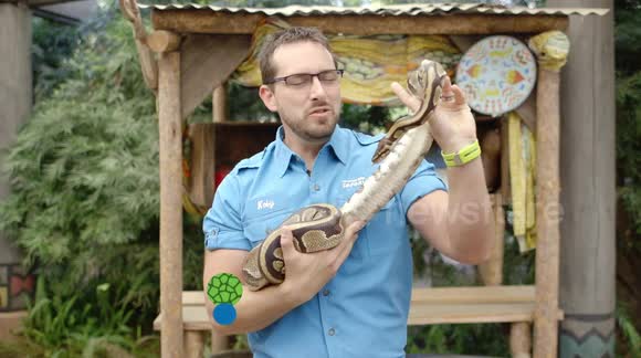 Is This Ball Python The Oldest Snake Species in the World? - Buy, Sell ...