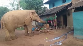 Locals gather as an elephant wanders into a village in eastern India