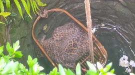 Cheetah trapped down well lifted free using bamboo chair in India