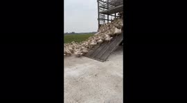 Hundreds of ducks move from the truck to the field