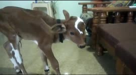 Calf born with FOUR EYES and TWO MOUTHS – as crowds gather to worship 'divine' cow