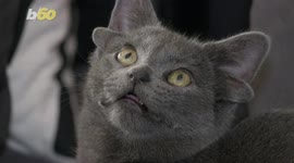 Meet the 4-eared viral cat that has taken the internet by storm