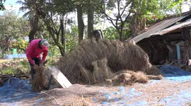 A farmer using a very traditional method to separate rice grains from the chaff, however he had a funny moment when his wooden tool broke.
