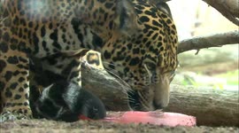 Jaguars Get Heart-Shaped 'Blood-sicles' as a Very Welcomed Snack!