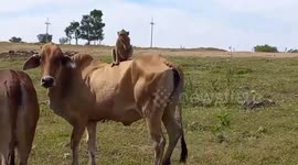 Monkey becomes best friends with a cow and rides on its back
