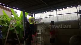 Cat rescued after being impaled on a spike fence in Thailand