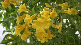 Exotic plants sold at flower market in Bangkok, Thailand