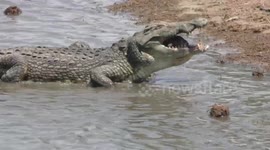 Adult crocodile gulping down a terrapin whole including the shell