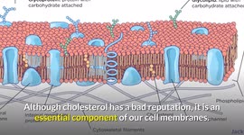 Side Effects Of Statins (Lipid Lowering Drugs)