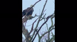 Bald Eagle at Lake Nepessing Lapeer, MI 11/21/2021
