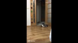 'Paralyzed cat walks around the room with his favorite tray '