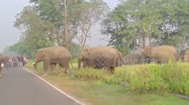 Herd of elephants enter village field in daylight in eastern India