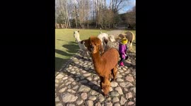 People pet friendly alpacas on a farm near Vilnius, Lithuania
