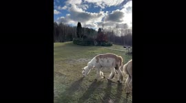 Cute alpacas are friendly with people on a farm near Vilnius, Lithuania