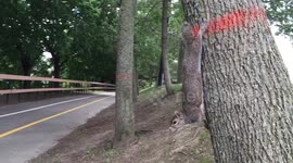 Squirrel hangs from back legs